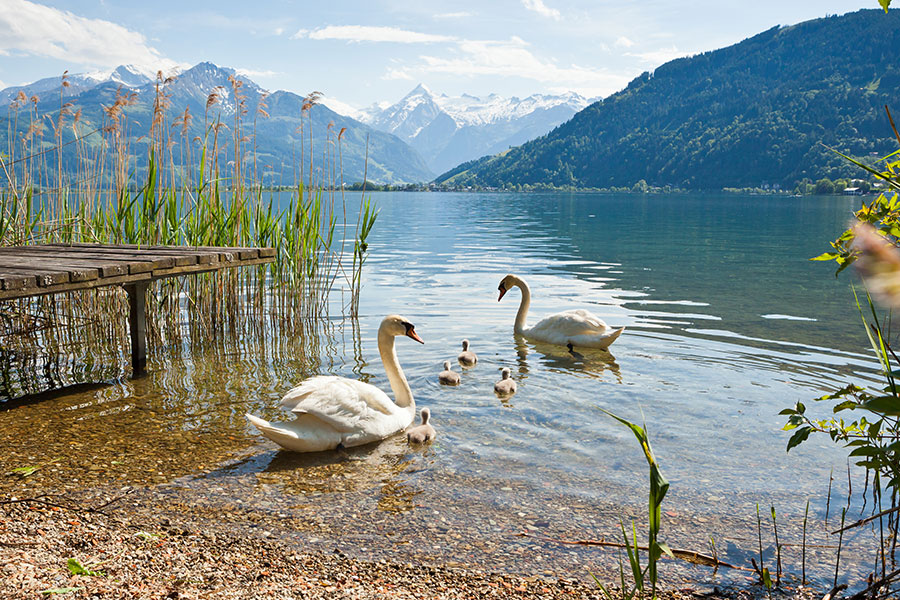Lake Zell summer